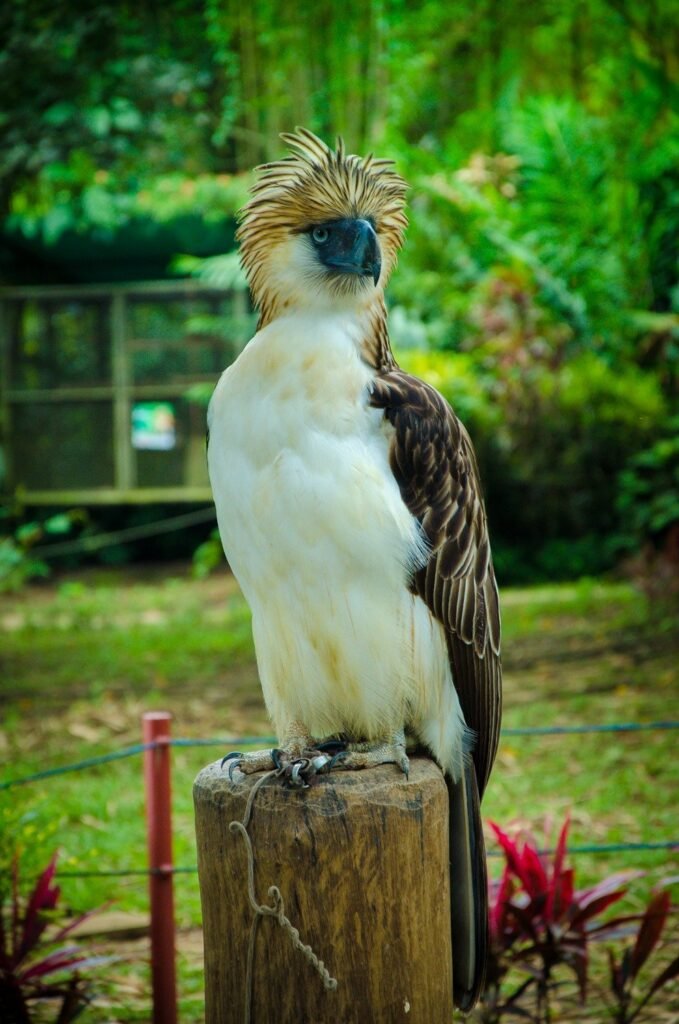 Philippine eagle with distinctive feathered crest perched on a wooden post, surrounded by tropical greenery.